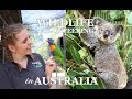 WHAT WE DO IN A DAY - WILDLIFE VOLUNTEERING IN AUSTRALIA | Mille Mirah Seiersen