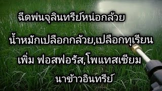 ฉีดพ่นจุลินทรีย์หน่อกล้วย,น้ำหมักเปลือกกล้วย,เปลือกทุเรียน เพิ่มปุ๋ย ฟอสฟอรัส,โพแทสเซียม ให้นาข้าว