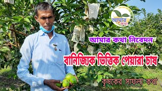 বানিজ্যিক ভিত্তিক ভাবে পেয়ারা চাষ করে লক্ষটাকা আয়।। বিকল্প কর্মস্থান ও বাড়তি লাভের সুযোগ।।