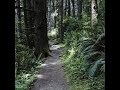 Moments In Nature: Fern Canyon Trail in Prairie Redwoods State Park