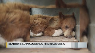 Bear burned in Colorado fire recovering