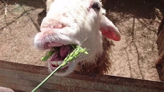 خروف لم ياكل لمدة اسبوع انظروا ماذا فعل........!      How to feed the sheep Full HD