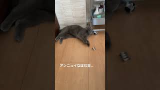 急にスイッチが入る猫。　　　The switch suddenly turns on. #shorts #cat #britishshorthair #ブリティッシュショートヘア #ほっこり