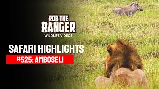 Safari Highlights #525: 14 & 15 June 2019 | Amboseli/Zebra Plains | Latest #Wildlife Sightings