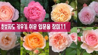 병충해에 강한 장미추천11가지| davidaustin roses | kordes roses | 영국장미| 독일장미| 초보장미집사| 장미정원