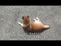 昨日の柴犬隊＆本日21日18 31の小梅の画像　こてつままさんから頂いた安産御守を身につけた小梅の記録