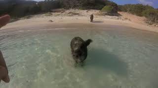 Sardegna cinghiali in spiaggia. Sardinia wild boar on the beach. Jabalies Cerdena en la playa.