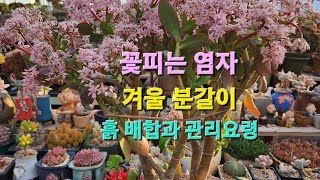 1)꽃피는 염좌 키워보기/분갈이(관리 팁은 댓글란)#꽃피는염자#염좌분갈이#노하우#다육이분갈이#일본염자#염좌꽃#염자꽃#염자다육#succulents