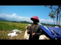 Download Peternak Itik, Dedi Mulyadi dan Prabu Siliwangi To Mp4 3Gp Full HD Video 1