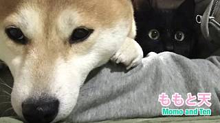 猫が好きすぎて飼い主の存在を忘れる柴犬 Cat is the king of our house