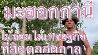 มะฮอกกานี-ไม้ล้อมเศรษฐกิจที่ฮิตตลอดกาล EP.1