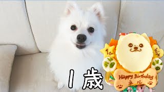 1歳になりました！【ポメラニアンネル】