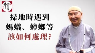 淨空法師：掃地時遇到螞蟻、蟑螂等，怎麼處理才妥善？