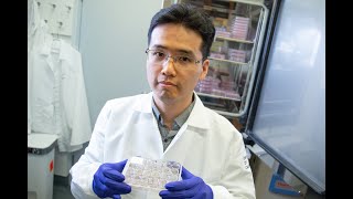 Building Mini-Organs to Fight Pancreatic Cancer