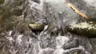 Stream by 441 - Great Smoky National Park 7/13/2022