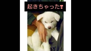 【秋田犬・天子】立ったまま？寝てしまいました　#shorts #秋田犬　#大型犬仔犬