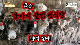 [벨라맘 임시보호소 🐶] 강아지 불법 번식장 충격 고발현장! #번식장 #개농장 #유기견 #임시보호 #동물구조