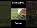 TINGKAH KUCING BESAR AFRIKA BERBURUU