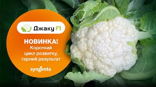 Цвітна капуста Джаку. Новинка! Короткий цикл розвитку, гарний результат