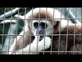 white handed gibbon suck thumb.親指をしゃぶるシロテテナガザル。