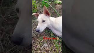 ஏண்டா ஸ்கூல் க்கு வரல 😂#subscribe #jeeviraavlogs #funny #duppingtamil #shortsfeed #animallovr #dogs