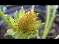 Fruiting Tristan Strawberries Timelapse