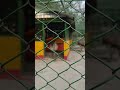 রংপুর চিড়িয়াখানা।। Rangpur Zoo।। কী কী পশুপাখি রয়েছে রংপুর চিড়িয়াখানায়।।