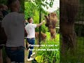 Had so much fun staying at Port Lympne Reserve!! 🦁🥩😳 #shorts #short #shortsvideo