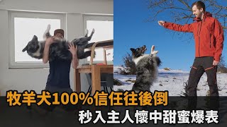 牧羊犬100%信任往後倒　秒入主人懷中甜蜜爆表－民視新聞