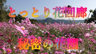 紅葉ウィーク 10月26日 木曜 晴れ 実りの秋 とっとり花回廊 秘密の花園 日本 鳥取県西伯郡南部町鶴田 とっとり花回廊 @WalkingYoshi