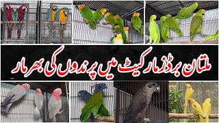 Multan Sunday Birds Market Rasheedabad 05 January 2025 | pakistan bird market