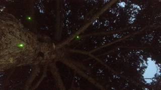 Firefly Magic® Green LED Firefly Lights - Large Tree Feature