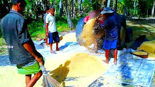 Harvesting Rice Sri Lanka | How Rice is Made