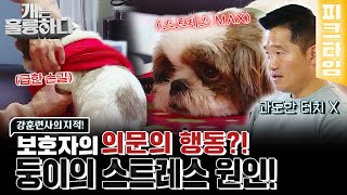 [#피크타임] 꼬리를 무는 이상 행동이 멈췄다! 원인은 보호자의 '이 행동' 때문?! | #개는훌륭하다 | KBS 221226 방송