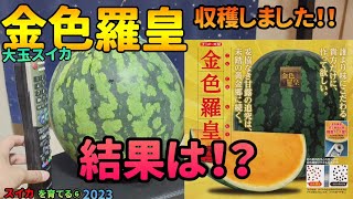 金色羅皇(大玉スイカ)収穫の結果発表！日数や積算温度は？スイカを育てる⑥20230711