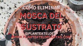 ⛔Cómo ELIMINAR las MOSCAS del SUSTRATO⛔