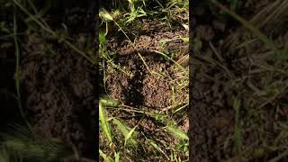 The easiest way to find a gopher hole under its mound!