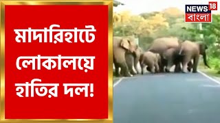 Elephant Video : Madarihat লোকালয়েহাতির হানা, ৩০ থেকে ৩৫টি হাতির দল গ্রামে । Bangla News