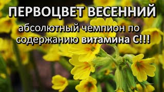 Первоцвет весенний - абсолютный чемпион по содержанию витамина С!!!