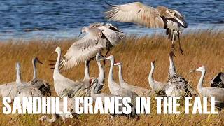 If You Love Sandhill Cranes - They Jump, Call, Run, Preen, Ready for Fall Migration; Grus canadensis