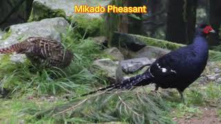 Mikado Pheasant, Black long-tailed Pheasant, Syrmaticus mikado