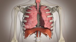 El funcionamiento del sistema respiratorio