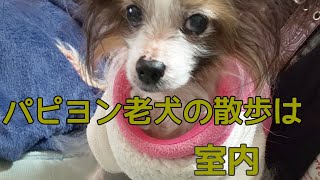 17歳の散歩は、こんな感じよ‼️パピヨンのワナ🐶おばあちゃん👵