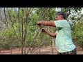 how to prune custard apple pruning sitafal in 4th year pruning technique for good yield