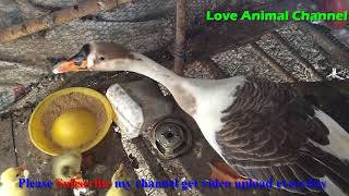 How to raise baby of poultry - ការចិញ្ចឹមកូនក្ងានជាលក្ខណៈគ្រួសារ | Love Animal