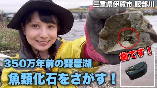 古琵琶湖層群で魚類化石を発掘してクリーニングしてみた！【三重県服部川】