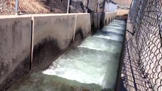 Salmon at the fish ladder