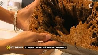 Comment se protéger des termites ?