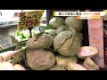 暑さで“野菜に異変”　「キャベツ高騰」相場大荒れの理由　今が買い時の野菜は？【知っておきたい！】2023年6月30日