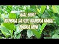 Bibit Nangka Unggulan